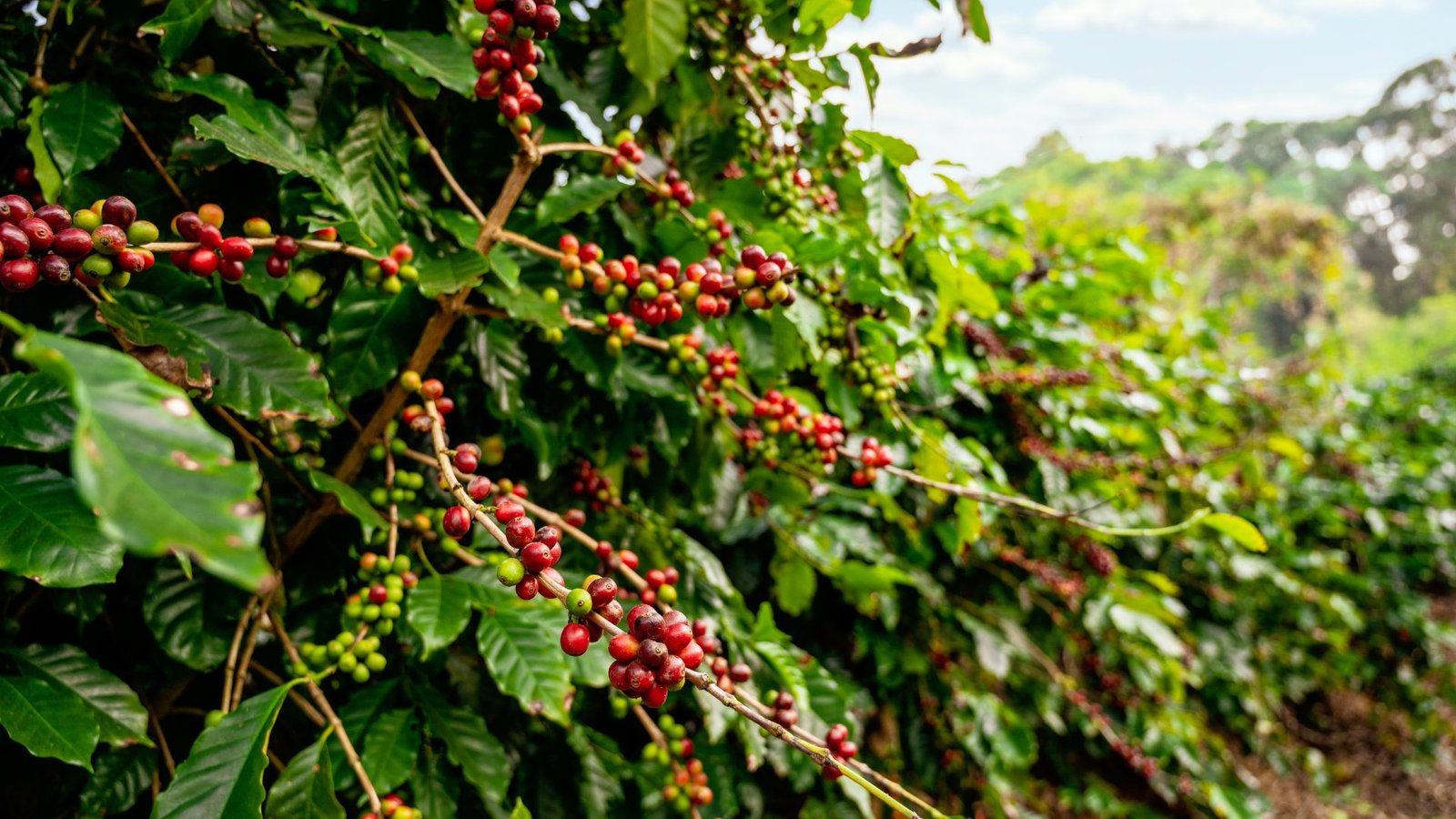 Da Semente à Xícara: A Produção Artesanal dos Cafés COMANZE