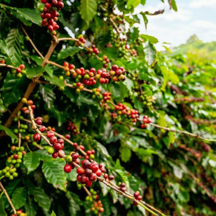 Da Semente à Xícara: A Produção Artesanal dos Cafés COMANZE